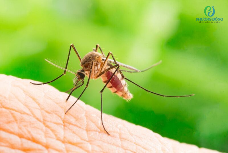 Phương thức truyền bệnh chủ yếu là do muỗi đốt