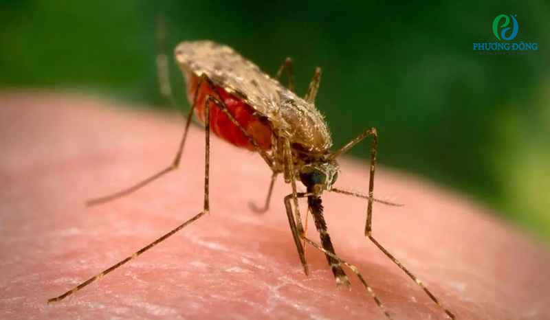 Ở Việt Nam, có 3 loại muỗi Anopheles chính lây truyền bệnh sốt rét cho con người