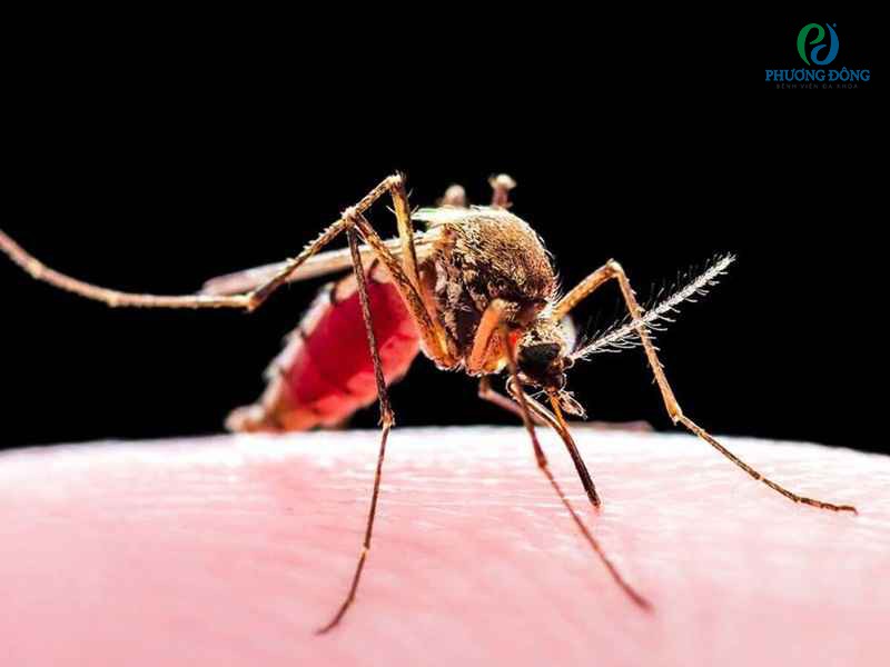 Muỗi gây sốt rét ở Việt Nam