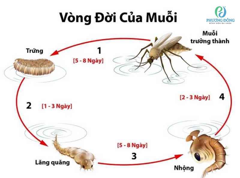 Muỗi thông thường phải trải qua 4 giai đoạn để phát triển thành muỗi trưởng thành