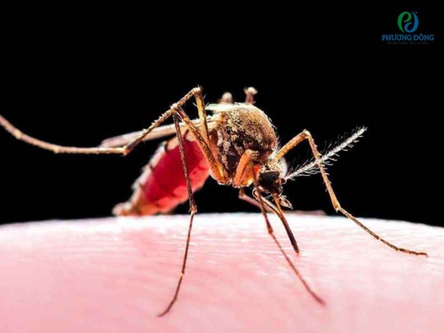 Một số loài muỗi gây sốt rét hay gặp ở Việt Nam