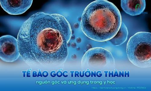 Tế bào gốc trưởng thành: Nguồn gốc và ứng dụng trong y học