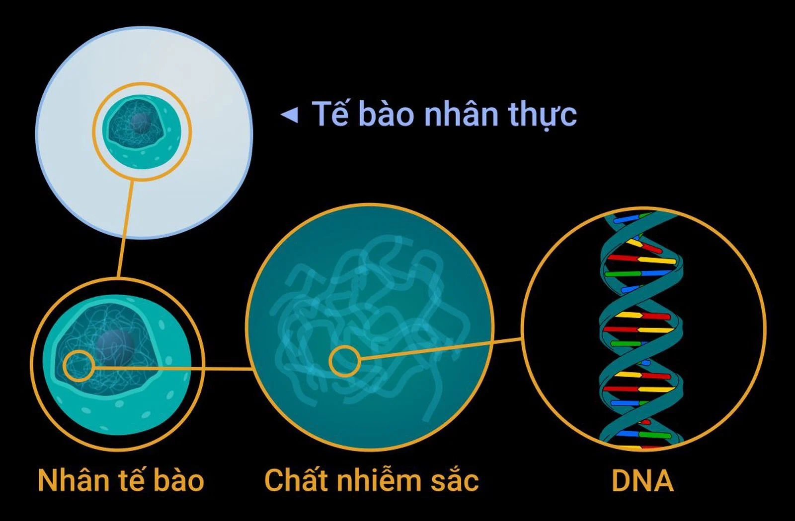 DNA được tìm thấy trong các tế bào của cơ thể con người.