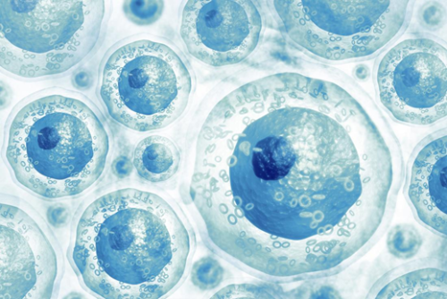 Liệu pháp tế bào gốc có an toàn không?