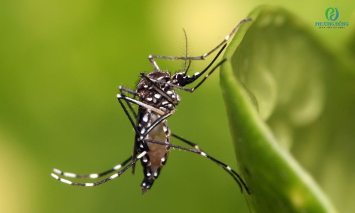 Muỗi gây sốt xuất huyết: Tên gọi, đặc điểm và cách phân biệt