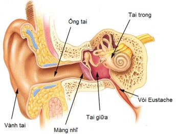 Viêm tai giữa thanh dịch: Nguyên nhân, triệu chứng, điều trị và cách phòng ngừa