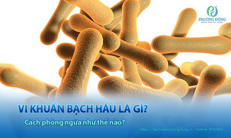 Vi khuẩn bạch hầu là gì? Cách phòng ngừa như thế nào?