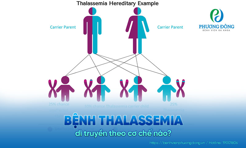 Giải đáp chi tiết về bệnh thalassemia di truyền theo cơ chế nào?