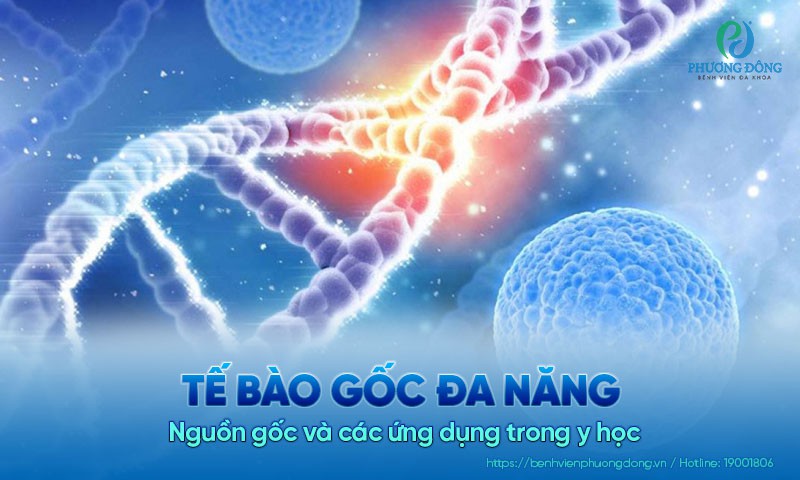 Tế bào gốc đa năng: Nguồn gốc và các ứng dụng trong y học