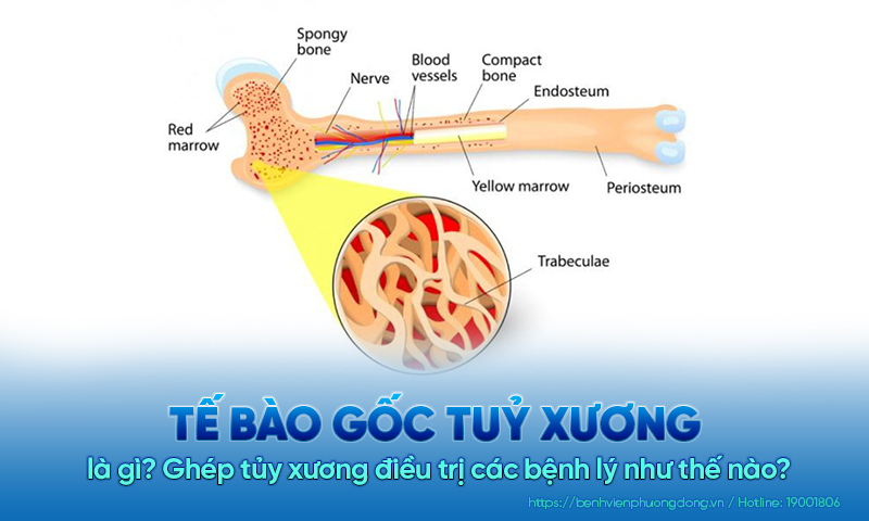 Tế bào gốc tủy xương là gì? Ghép tủy xương điều trị các bệnh lý như thế nào?