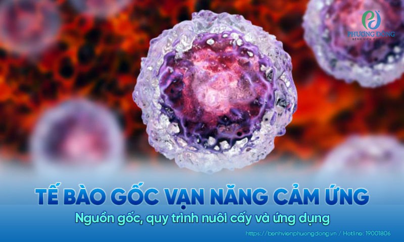 Tế bào gốc vạn năng cảm ứng: Nguồn gốc, quy trình nuôi cấy và ứng dụng