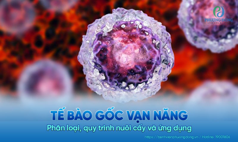 Tế bào gốc vạn năng: Phân loại, quy trình nuôi cấy và ứng dụng