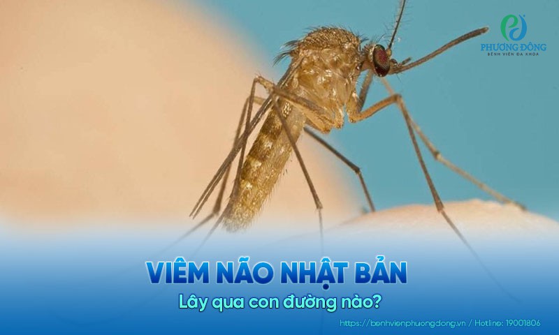 Viêm não Nhật Bản lây qua đường nào? Cách phòng tránh bệnh hiệu quả