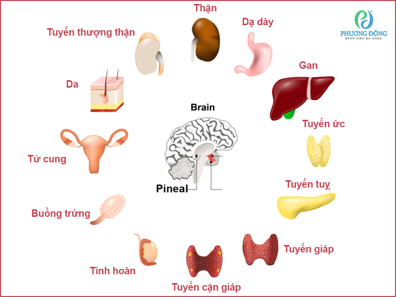 Nhiều cơ quan đóng vai trò trong việc điều hòa hệ thống nội tiết