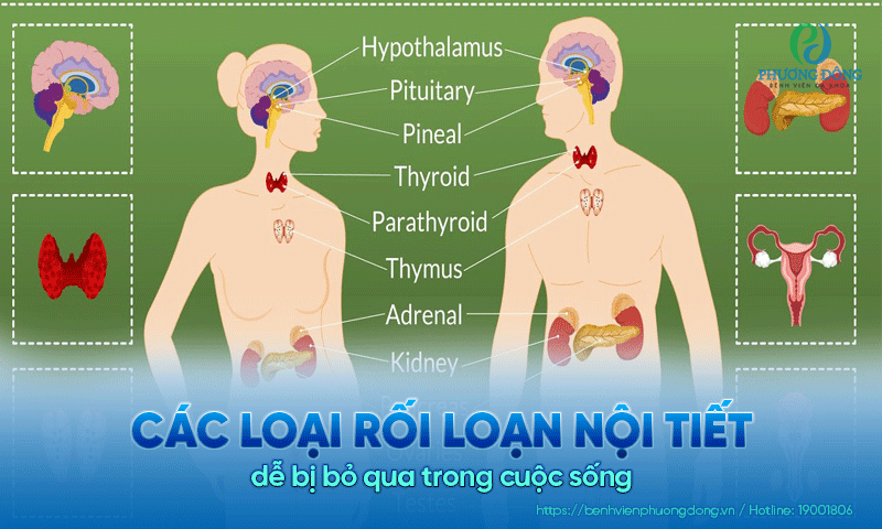 Các loại rối loạn nội tiết nguy hiểm nhưng dễ bị bỏ qua trong cuộc sống Các loại rối loạn nội tiết nguy hiểm nhưng dễ bị bỏ qua trong cuộc sống