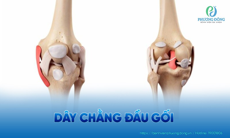 Dây chằng đầu gối: Chức năng, cấu trúc và hướng điều trị