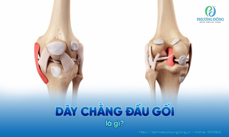 Dây chằng đầu gối là những dải mô mềm kết nối các khớp xương chặt chẽ với nhau