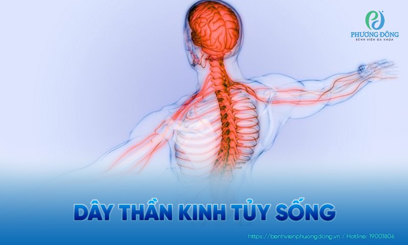 Dây thần kinh tủy sống: Cấu trúc, chức năng và bệnh lý liên quan