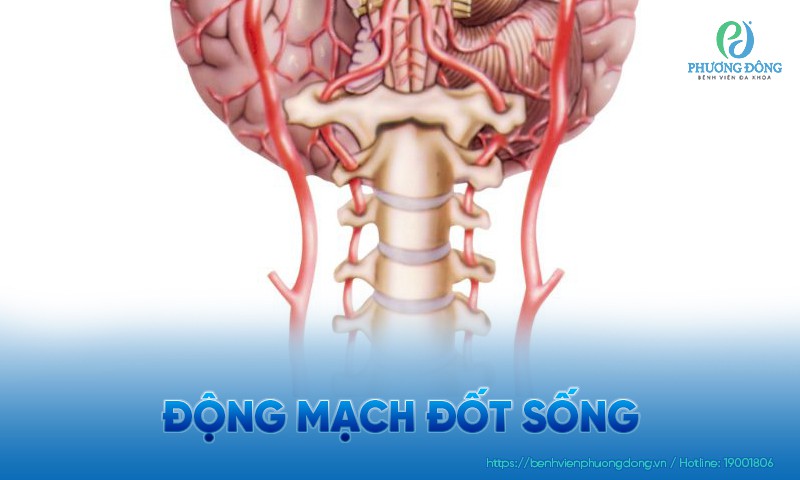 Động mạch đốt sống: Chức năng, cấu trúc và cách bảo vệ