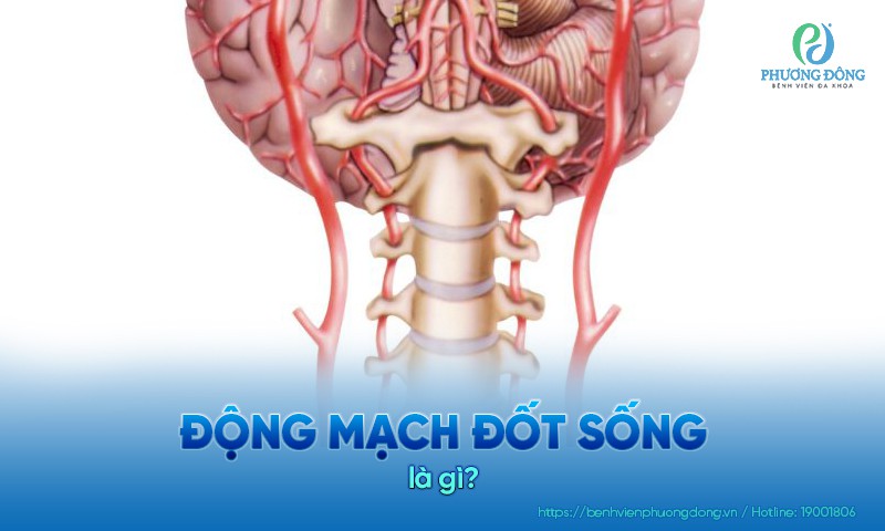 Động mạch đốt sống đảm nhiệm việc vận chuyển máu giàu oxy từ tim lên não, tủy sống cổ