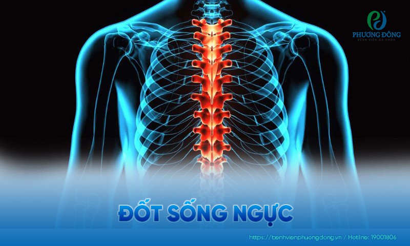 Đốt sống ngực: Đặc điểm, chức năng và bệnh lý liên quan