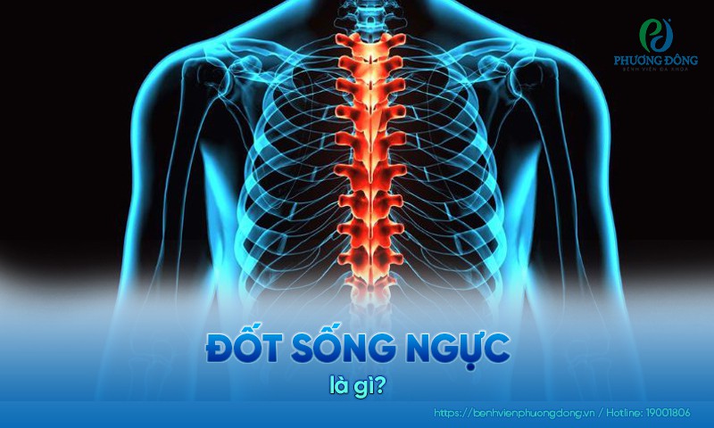Hình ảnh cấu tạo của đốt sống ngực