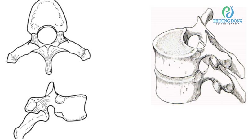 Đặc điểm riêng của từng vị trí đốt sống ngực