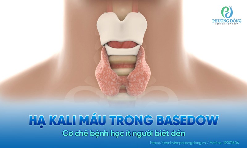Hạ kali máu trong Basedow: Cơ chế bệnh học ít người biết đến