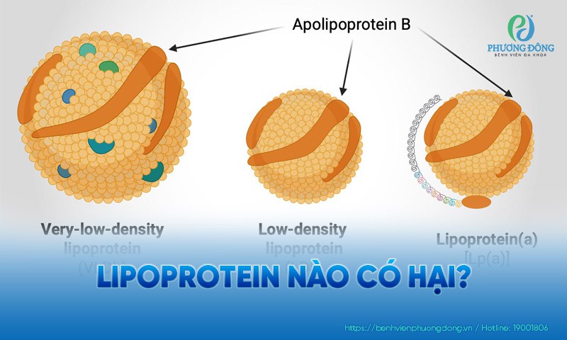 Giải đáp: Lipoprotein nào có hại?