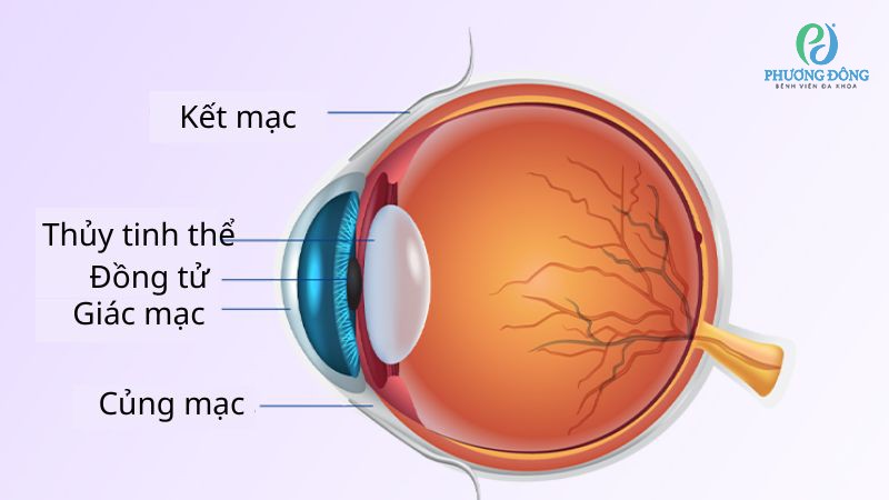 Kết mạc mắt là một màng nhầy trong suốt bao phủ mặt trong mí mắt và bề mặt trước nhãn cầu