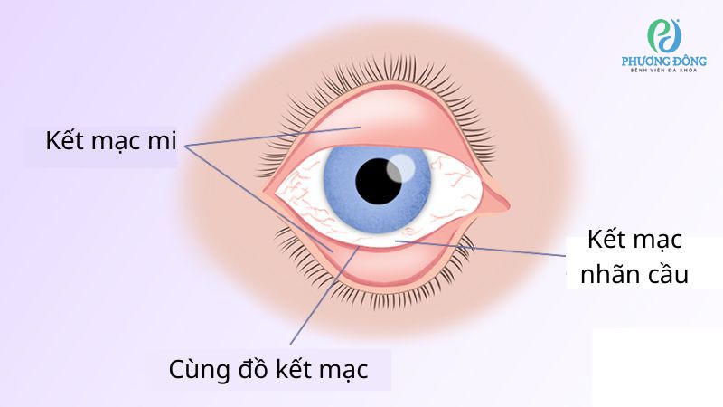Hình ảnh cấu trúc giải phẫu của kết mạc