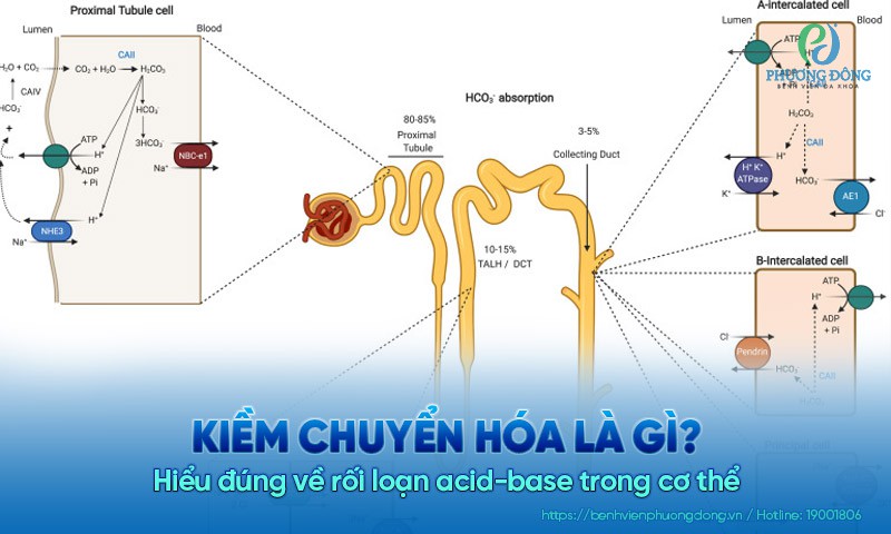 Kiềm chuyển hóa là gì? Hiểu đúng về rối loạn acid-base trong cơ thể