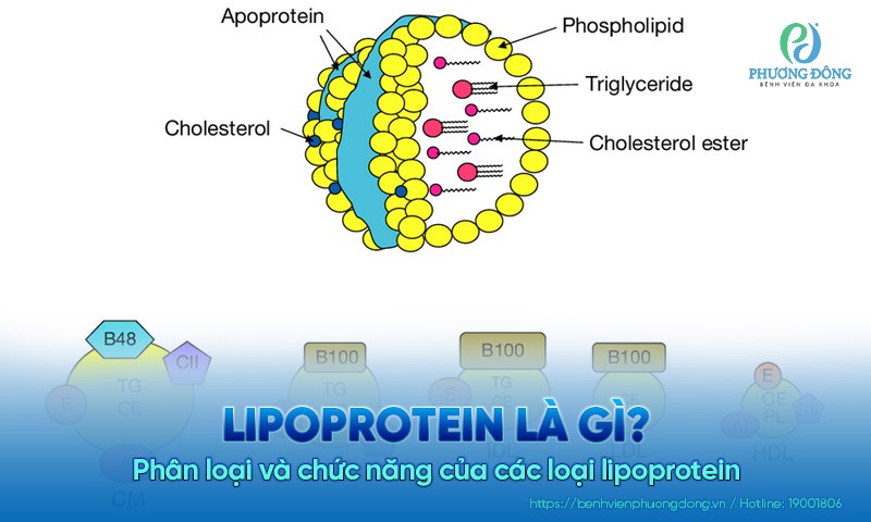 Lipoprotein là gì? Phân loại và chức năng của các loại lipoprotein