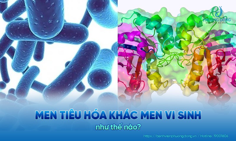 Men tiêu hóa khác men vi sinh như thế nào?