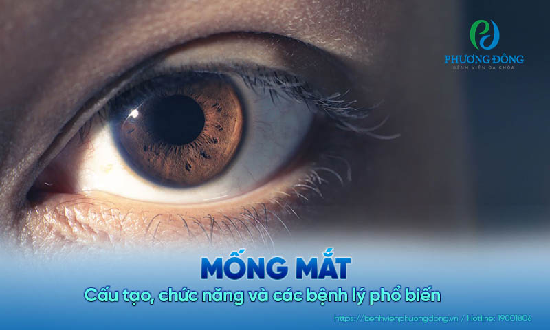 Mống mắt: Cấu tạo, chức năng và các bệnh lý phổ biến