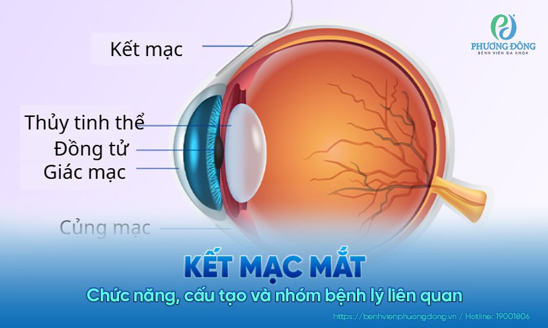 Kết mạc mắt: Chức năng, cấu tạo và nhóm bệnh lý liên quan
