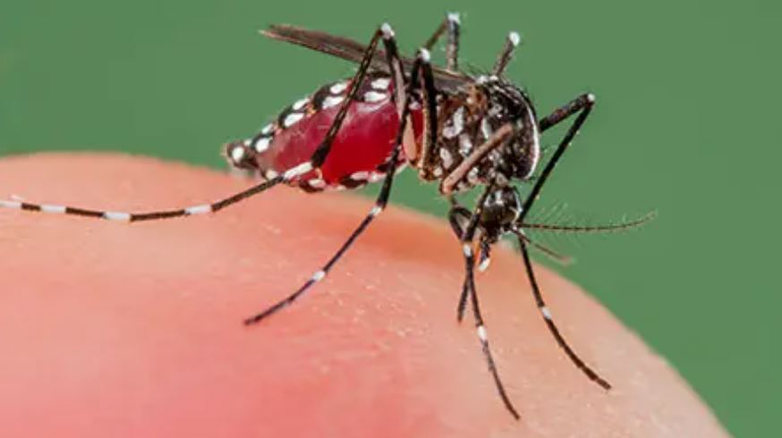 Bệnh sốt xuất huyết và vắc xin phòng sốt xuất huyết