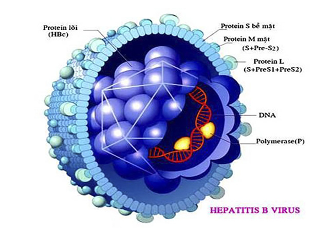 Hình ảnh minh hoạ virus viêm gan B