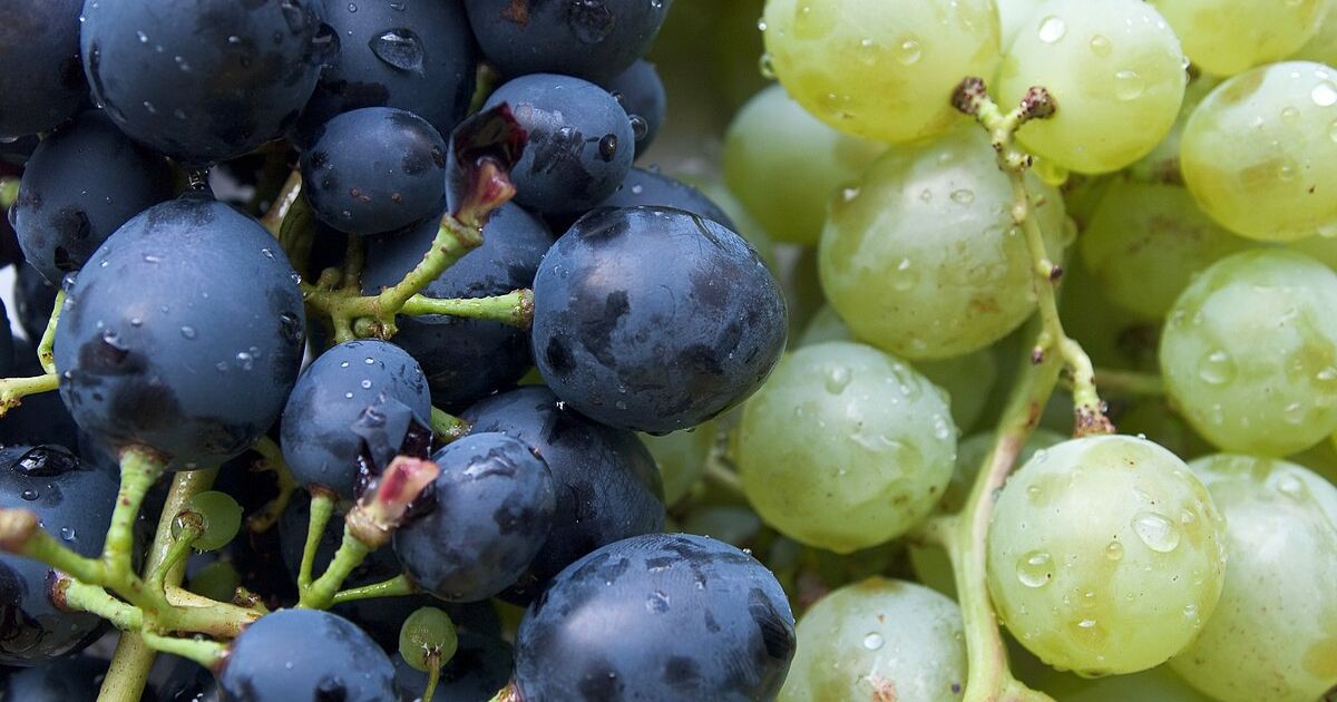 Nho cũng rất tốt cho mắt