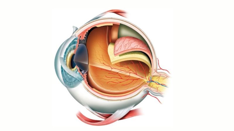 Nhãn cầu là bộ phận cấu tạo rất phức tạp