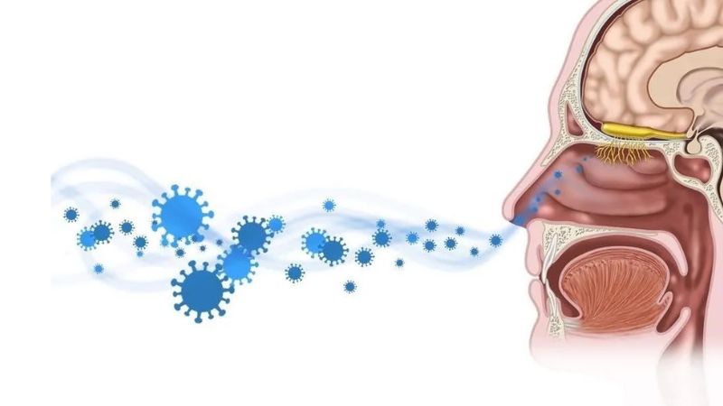 Các loại polyp, bất thường vách ngăn mũi có thể khiến người bệnh tạm thời không ngửi thấy mùi hương