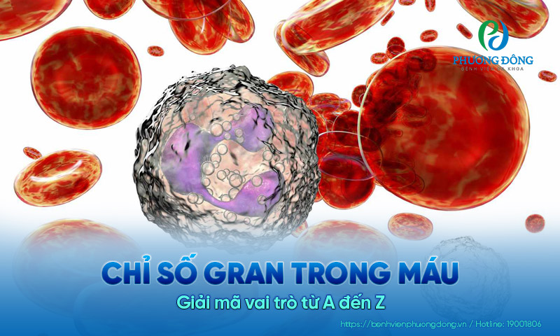 Chỉ số GRAN trong máu là gì? Giải mã vai trò từ A đến Z