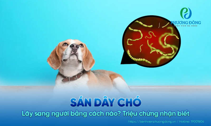 Sán dây chó lây sang người bằng cách nào? Triệu chứng nhận biết