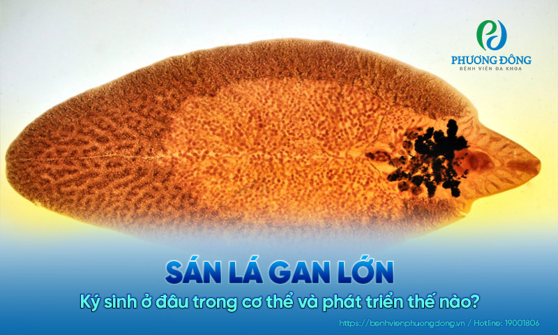 Sán lá gan lớn ký sinh ở đâu trong cơ thể và phát triển thế nào?