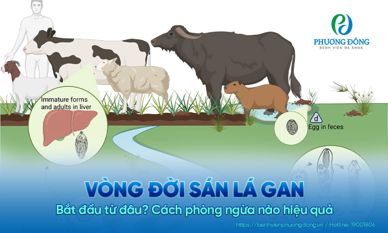 Vòng đời sán lá gan bắt đầu từ đâu? Cách phòng ngừa nào hiệu quả