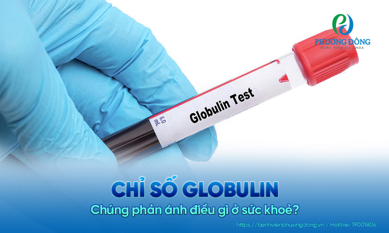 Chỉ số globulin ở người bình thường là bao nhiêu? Chúng phản ánh điều gì ở sức khoẻ?