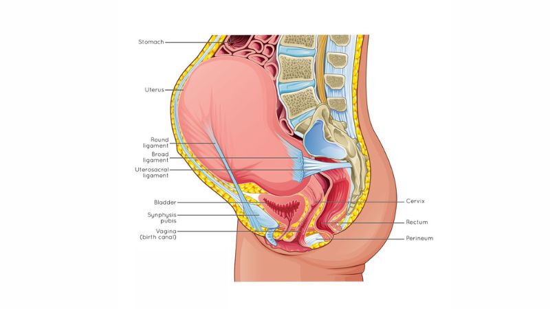 Vào các tháng cuối của thai kỳ, trọng lượng của thai nhi tăng sẽ chèn ép lên thân dưới của người mẹ có thể dẫn đến chấn thương