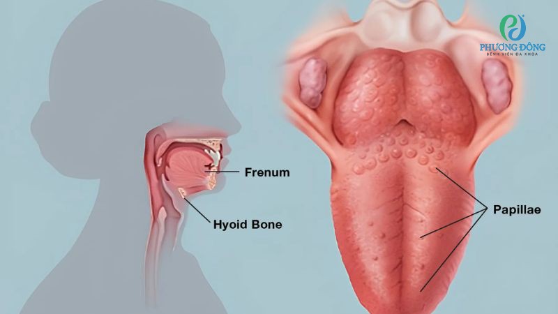 Vị trí, cấu tạo và chức năng của lưỡi
