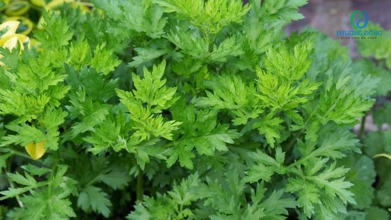 Một số lưu ý khi chữa tràn dịch khớp gối với ngải cứu