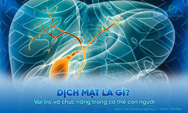 Dịch mật là gì? Vai trò và chức năng trong cơ thể con người